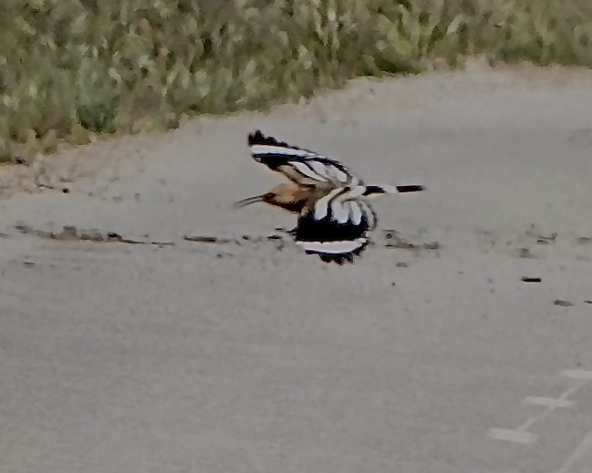 hoopoe